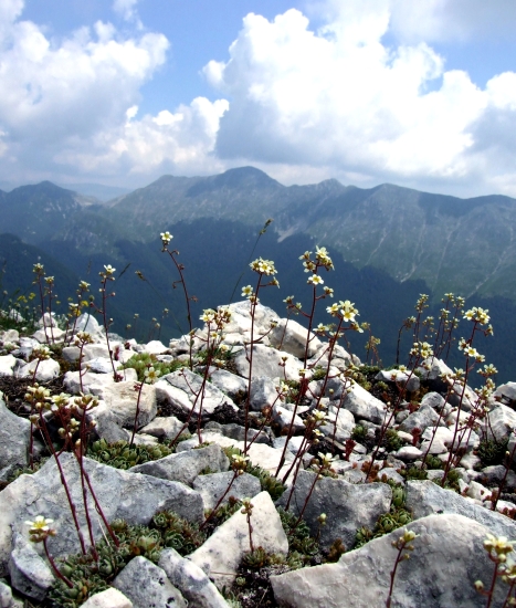 Fioriture in quota